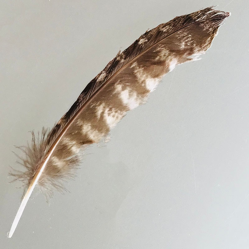 (image for) #334 Tawney Frogmouth Secondary Wing Feather