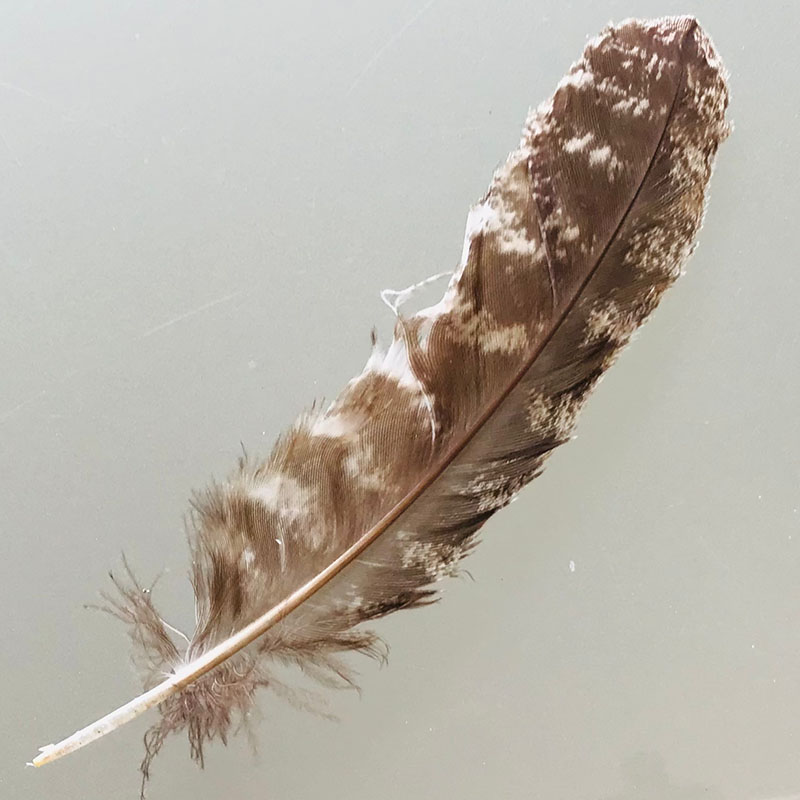 (image for) #336 Tawney Frogmouth Secondary Wing Feather