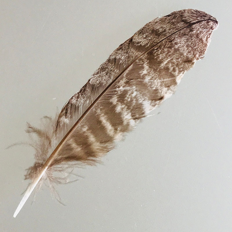 (image for) #337 Tawney Frogmouth Secondary Wing Feather