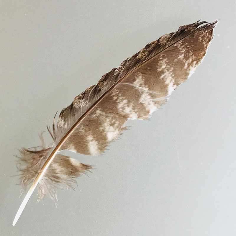 (image for) #342 Tawney Frogmouth Secondary Wing Feather