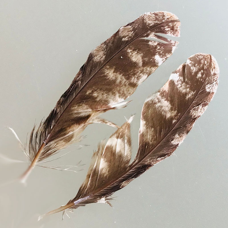(image for) #344 Tawney Frogmouth Secondary Wing Feathers -Pair