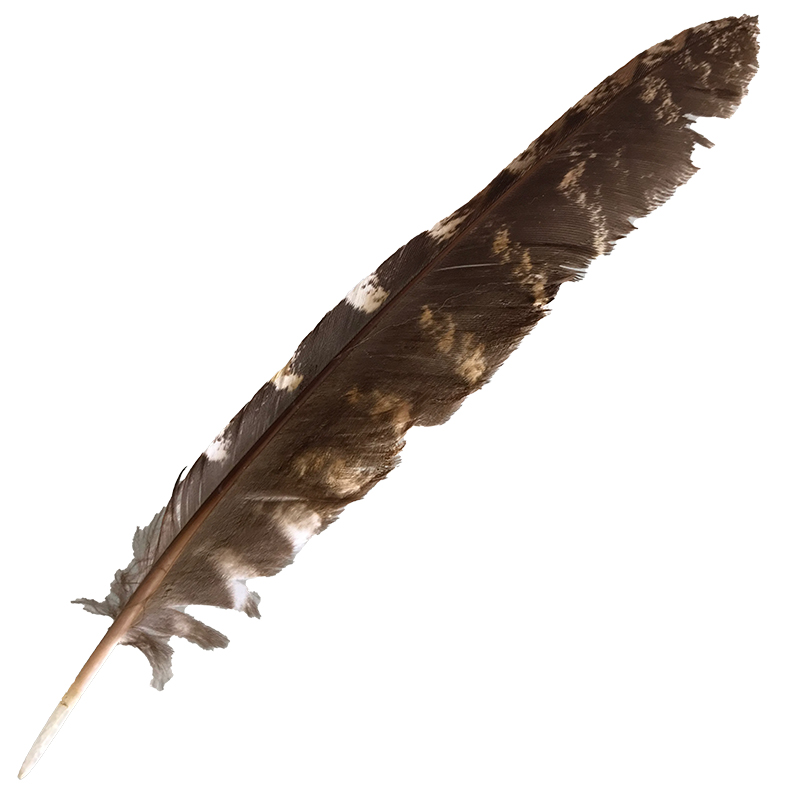 (image for) #52 Tawney Frogmouth Flight Wing Feather