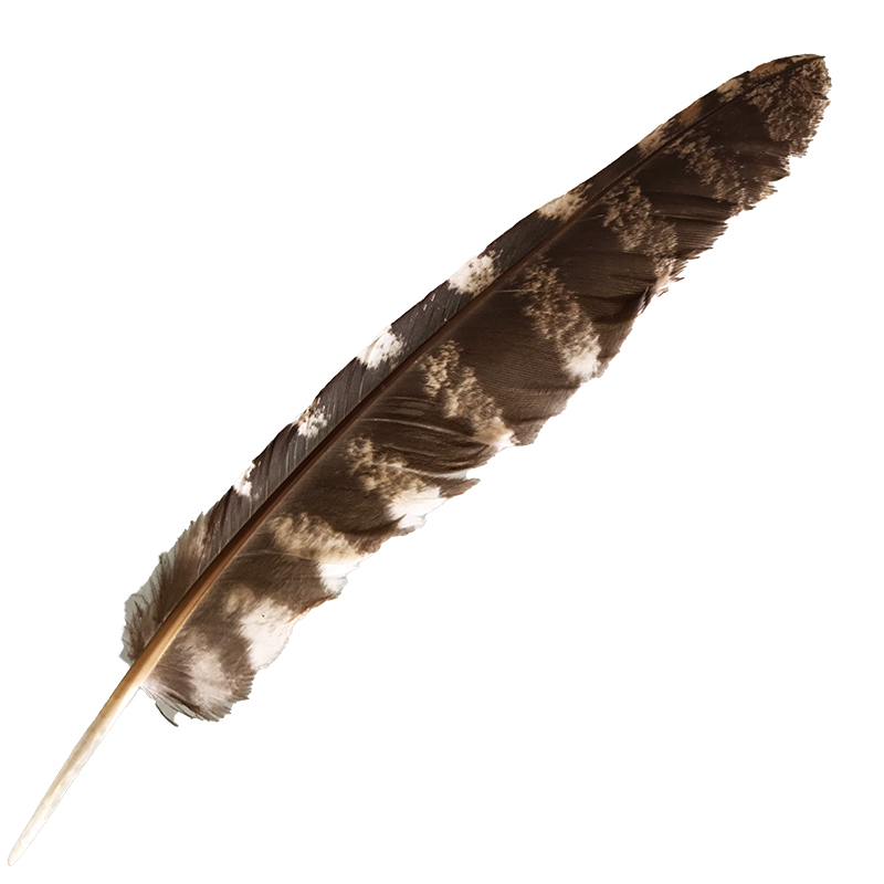 (image for) #53 Tawney Frogmouth Flight Wing Feather
