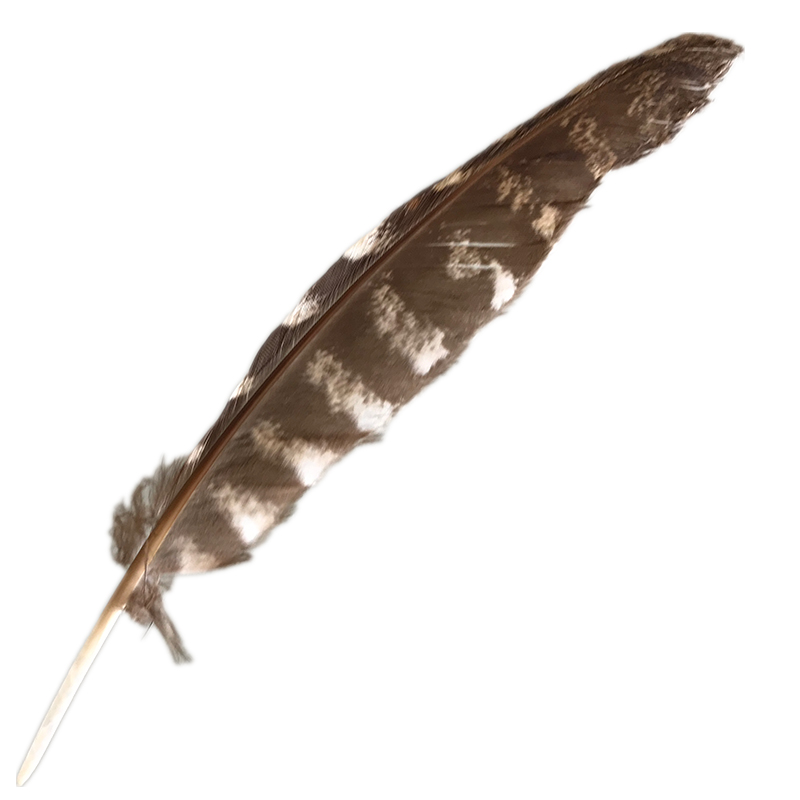 (image for) #54 Tawney Frogmouth Flight Wing Feather