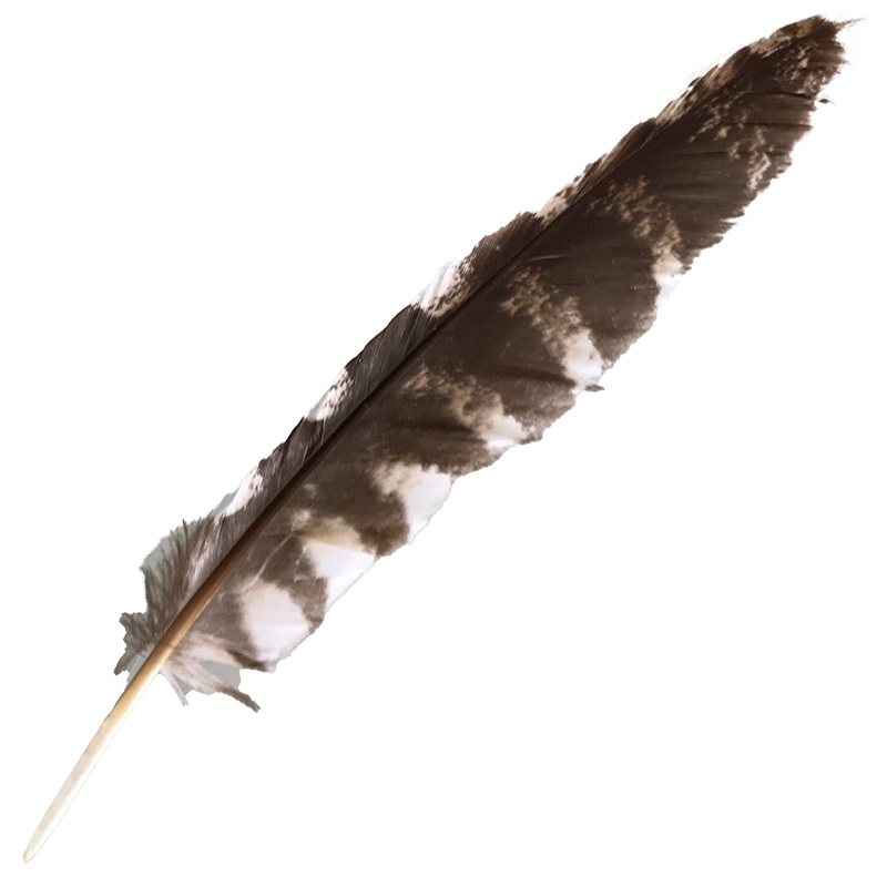 (image for) #60 Tawney Frogmouth Flight Wing Feather