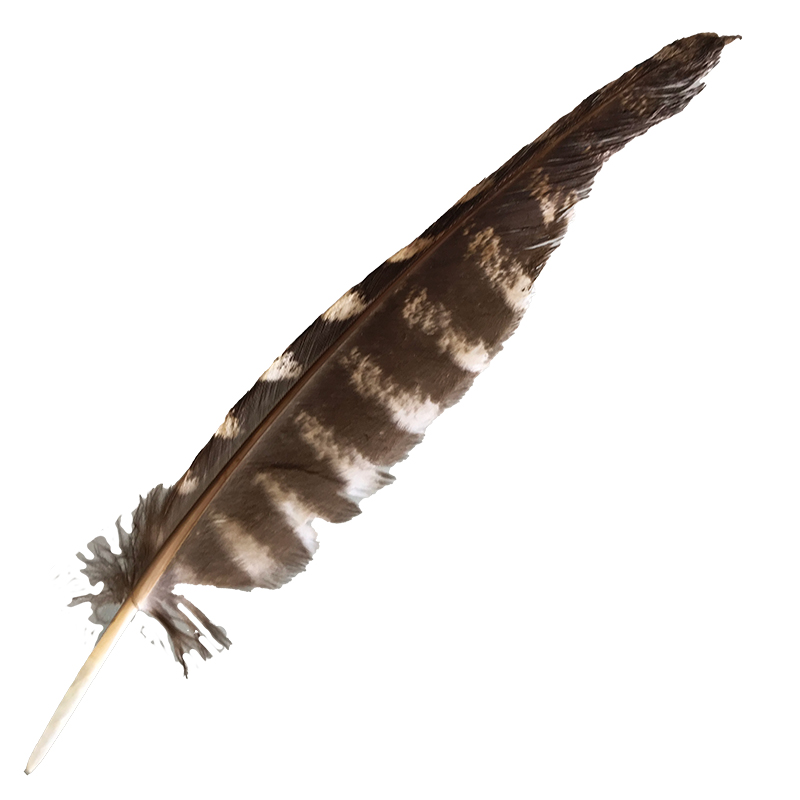 (image for) #62 Tawney Frogmouth Flight Wing Feather