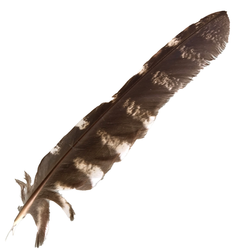 (image for) #63 Tawney Frogmouth Flight Wing Feather
