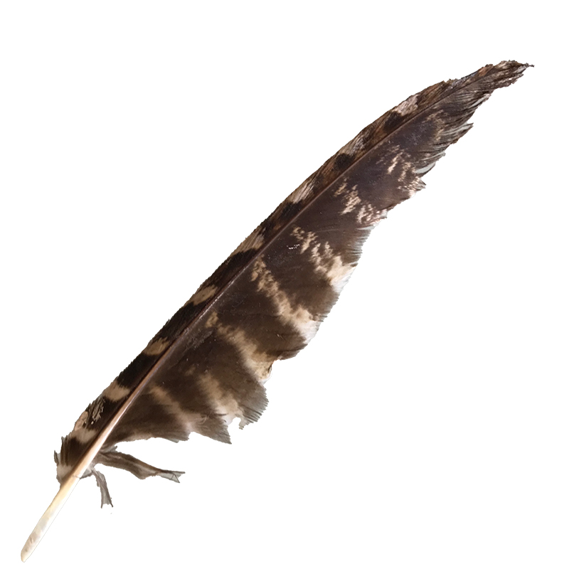 (image for) #64 Tawney Frogmouth Flight Wing Feather