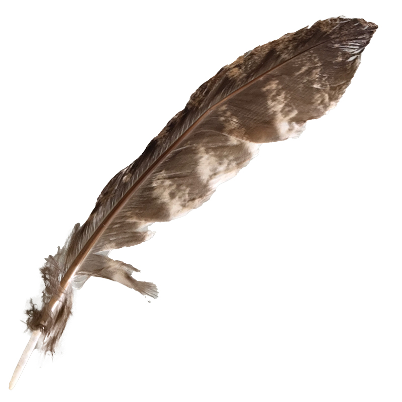 (image for) #66 Tawney Frogmouth Flight Wing Feather