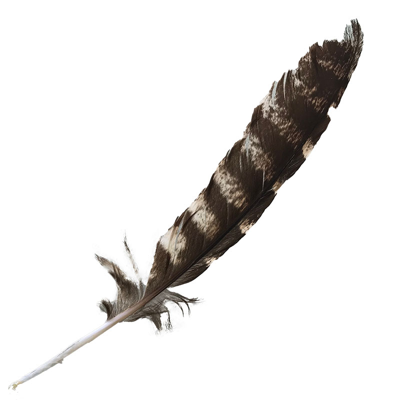 (image for) #69 Tawney Frogmouth Flight Wing Feather