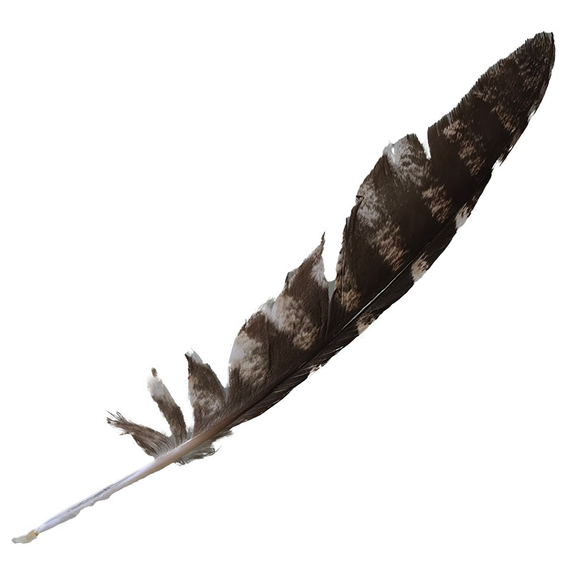 (image for) #70 Tawney Frogmouth Flight Wing Feather