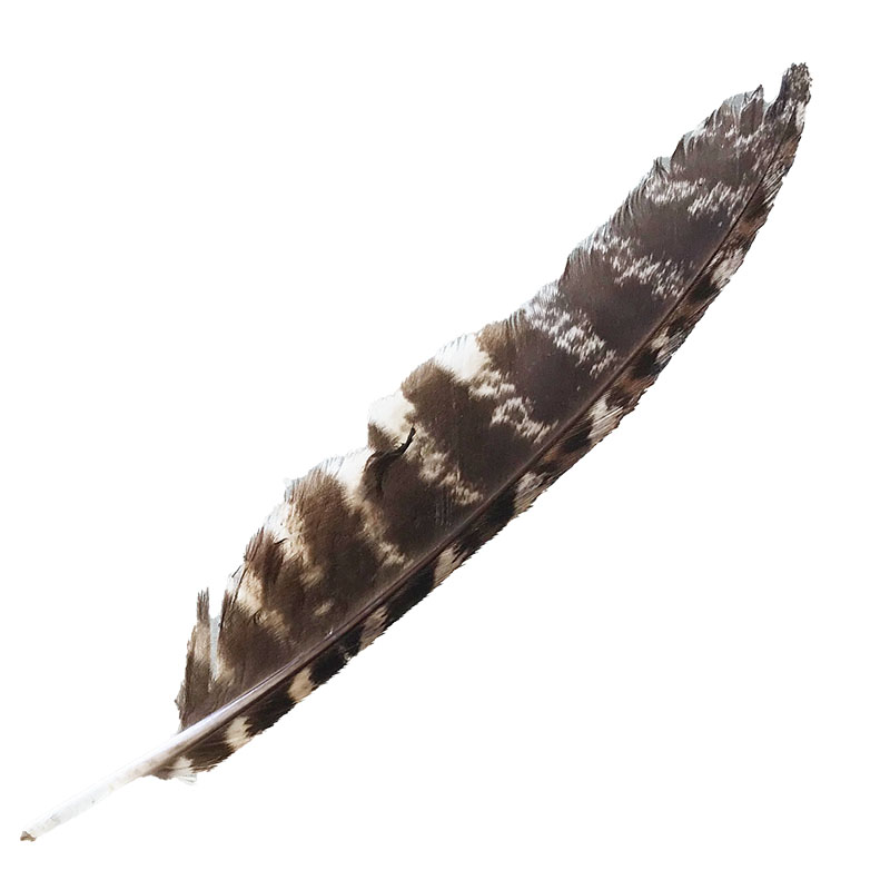 (image for) #71 Tawney Frogmouth Flight Wing Feather