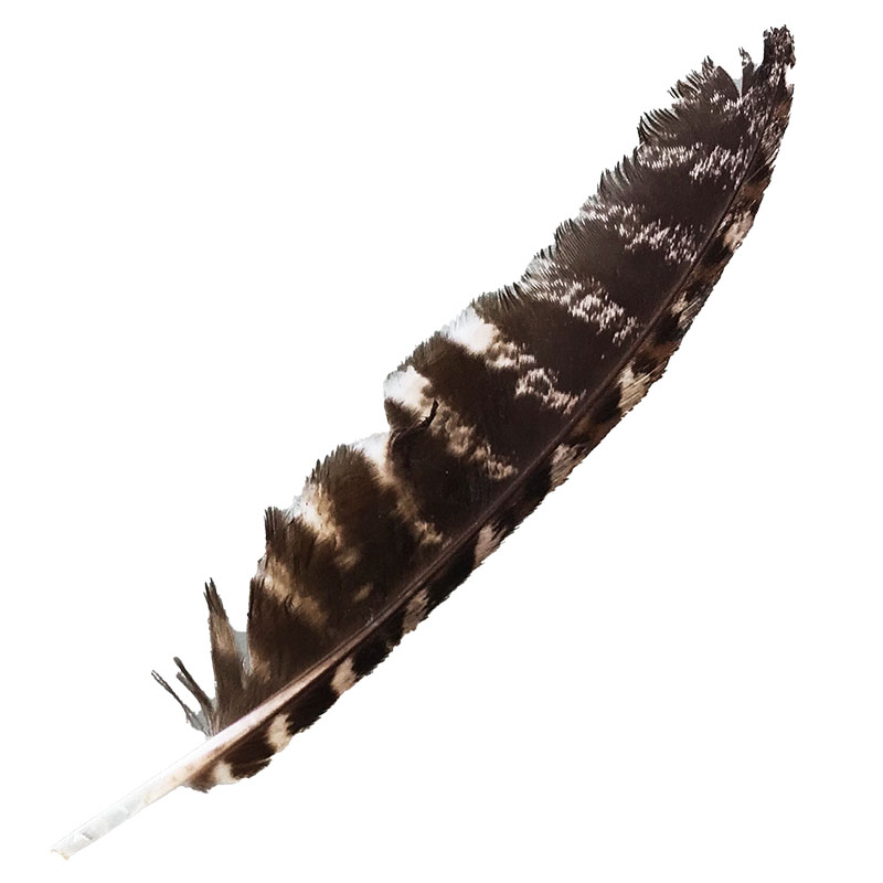 (image for) #73 Tawney Frogmouth Flight Wing Feather