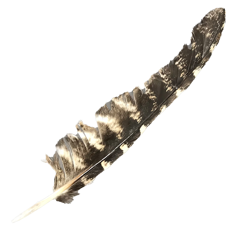 (image for) #75 Tawney Frogmouth Flight Wing Feather