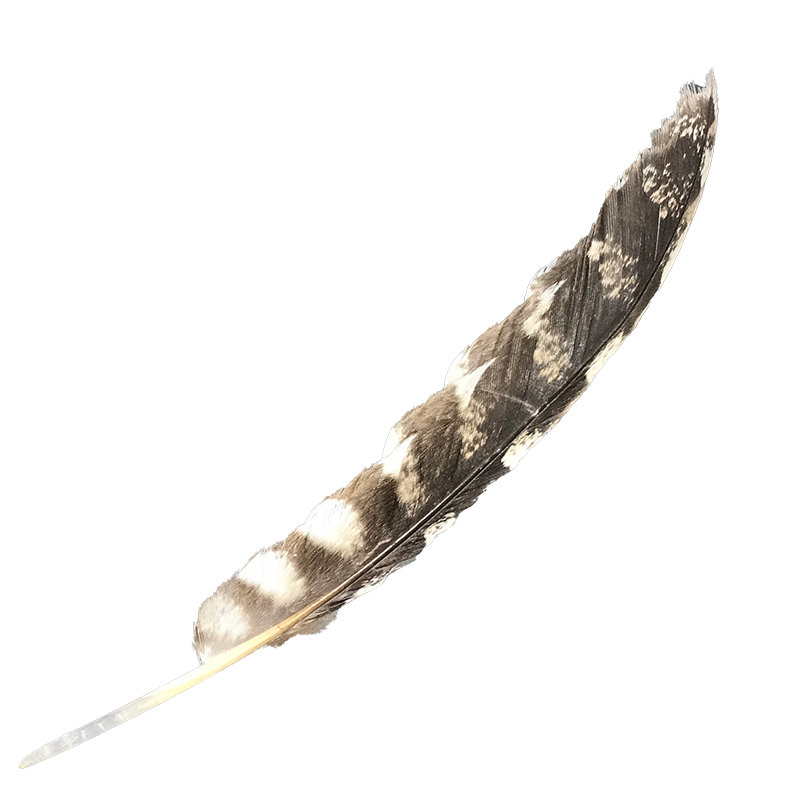 (image for) #76 Tawney Frogmouth Flight Wing Feather