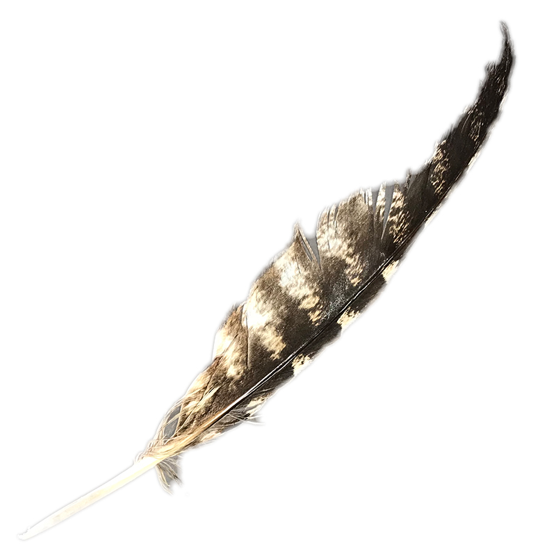 (image for) #79 Tawney Frogmouth Flight Wing Feather