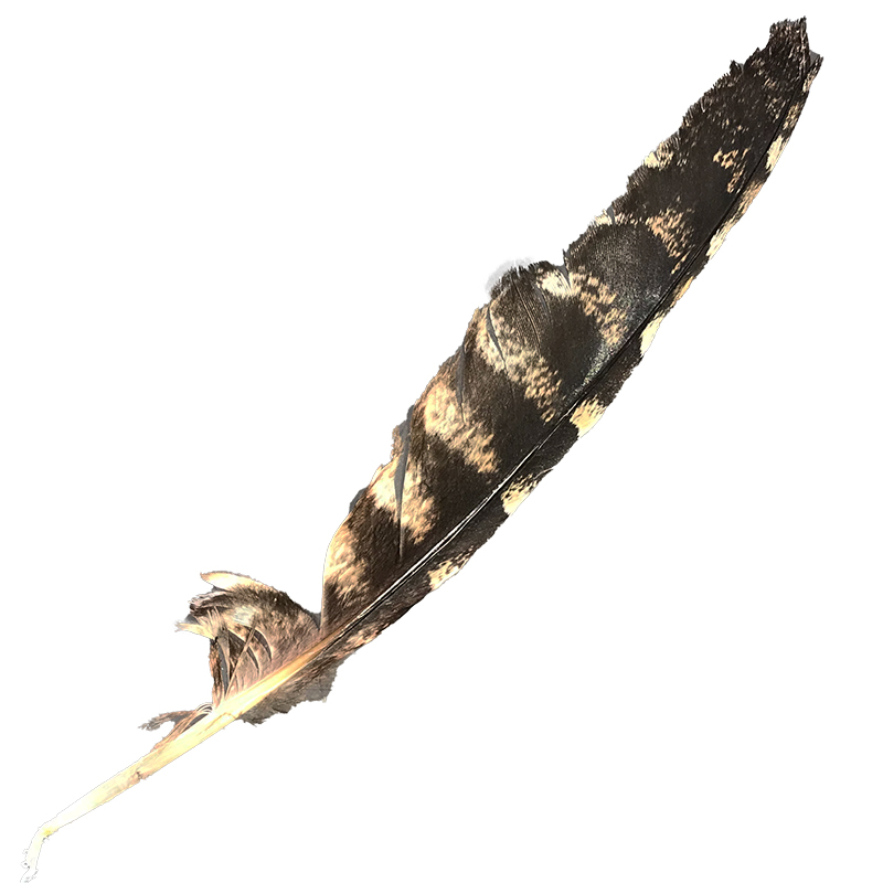 (image for) #80 Tawney Frogmouth Flight Wing Feather