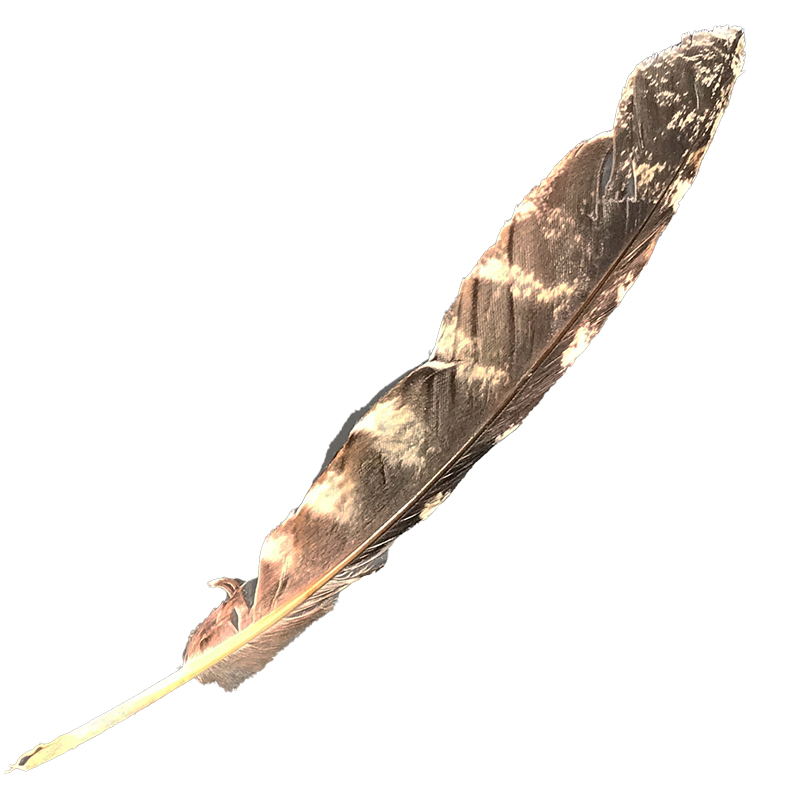 (image for) #82 Tawney Frogmouth Flight Wing Feather