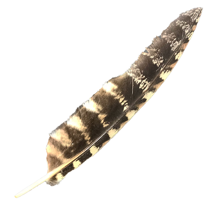 (image for) #83 Tawney Frogmouth Flight Wing Feather