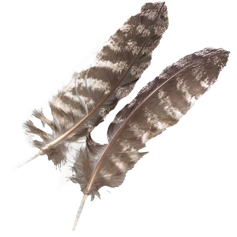 (image for) #213 Tawney Frogmouth Primary Wing Feather -Pair