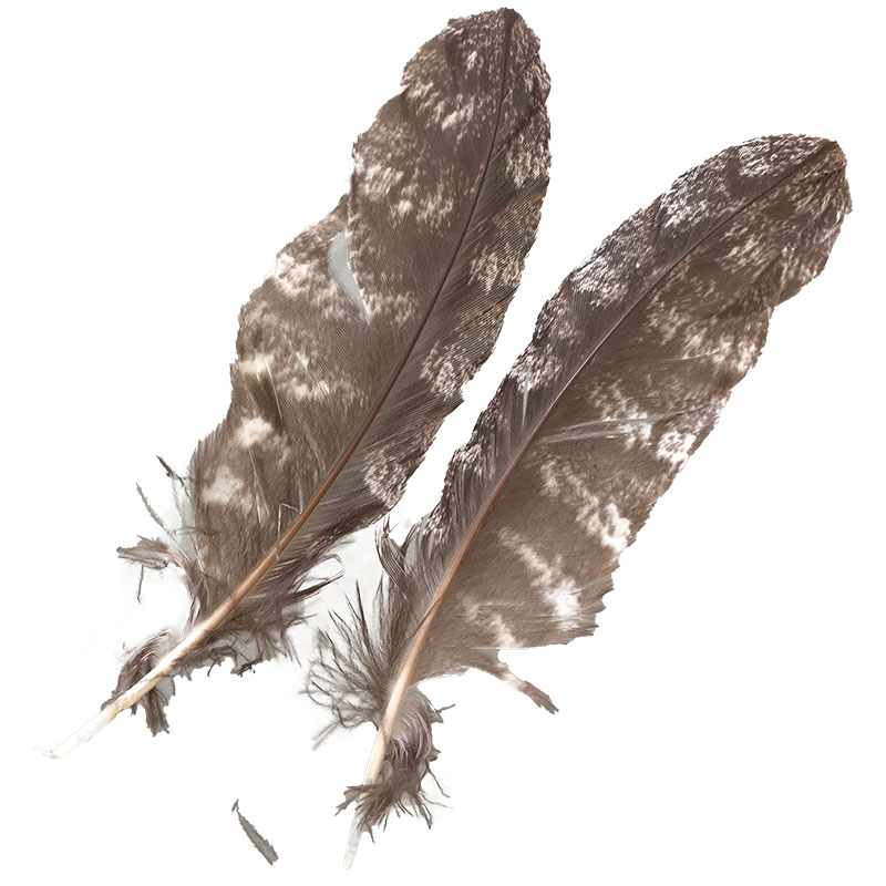 (image for) #214 Tawney Frogmouth Primary Wing Feather -Pair
