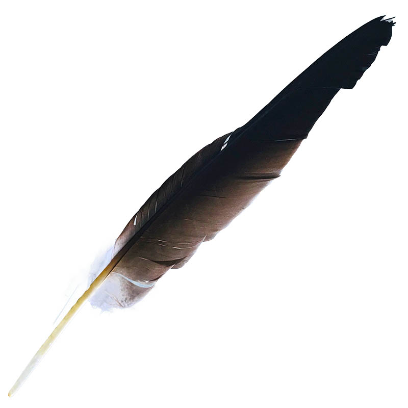 (image for) #51 Whistling Kite Flight Wing Feather