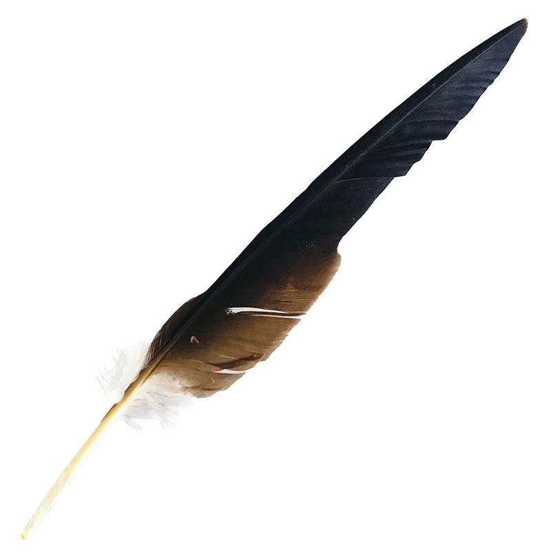 (image for) #53 Whistling Kite Flight Wing Feather