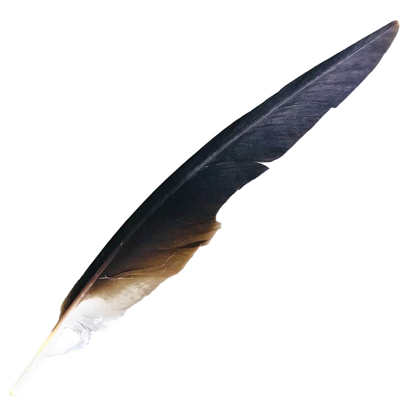 (image for) #55 Whistling Kite Flight Wing Feather