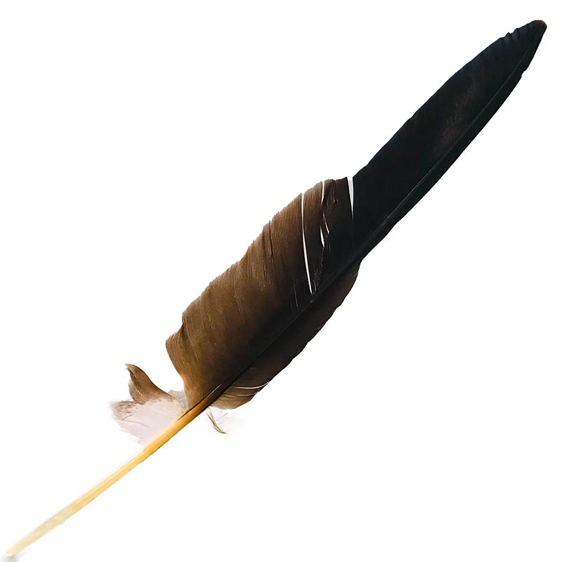 (image for) #59 Whistling Kite Flight Wing Feather