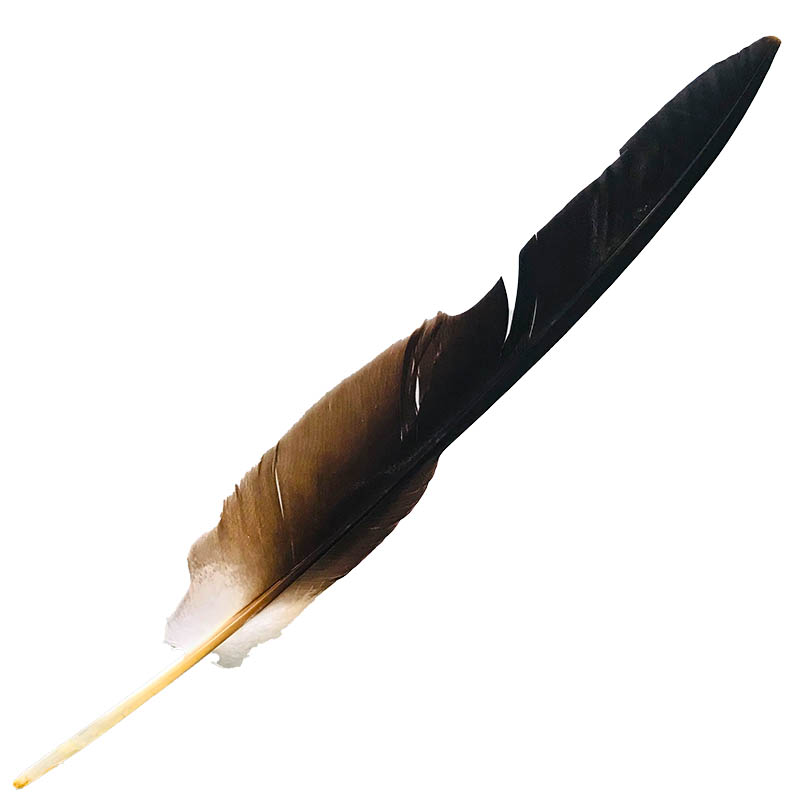 (image for) #60 Whistling Kite Flight Wing Feather