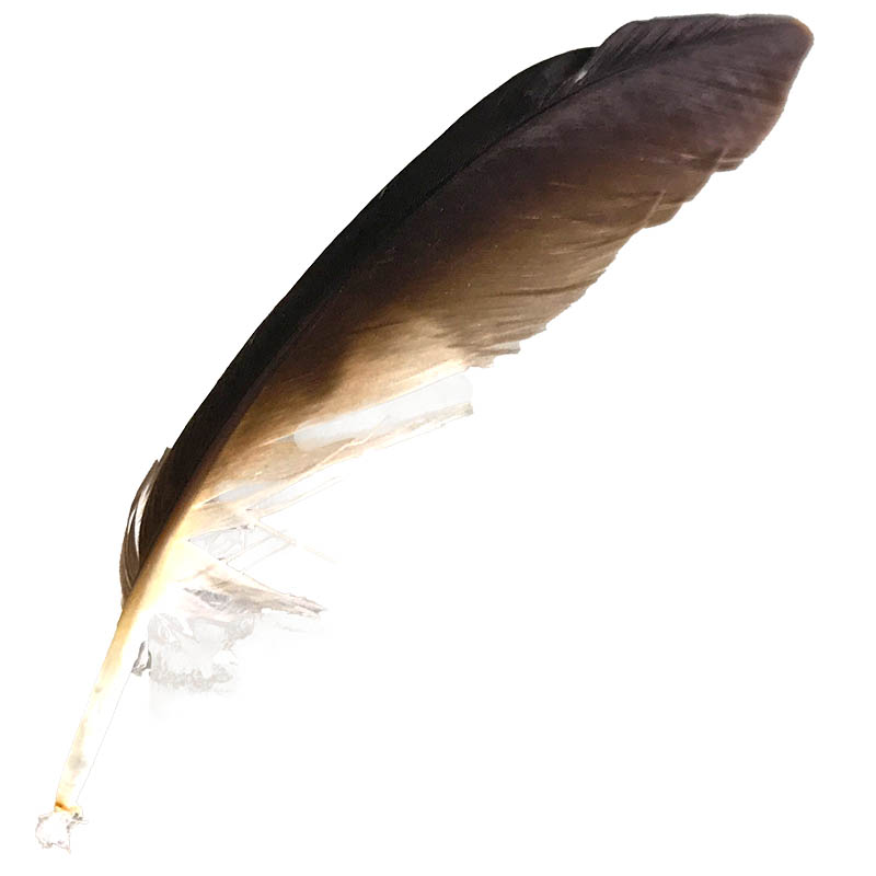 (image for) #1 Whistling Kite Pointer Feather