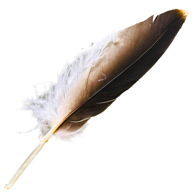 (image for) #16 Whistling Kite Pointer Feather