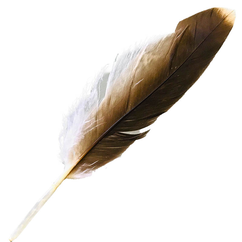 (image for) #18 Whistling Kite Pointer Feather