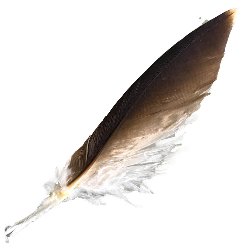 (image for) #4 Whistling Kite Pointer Feather