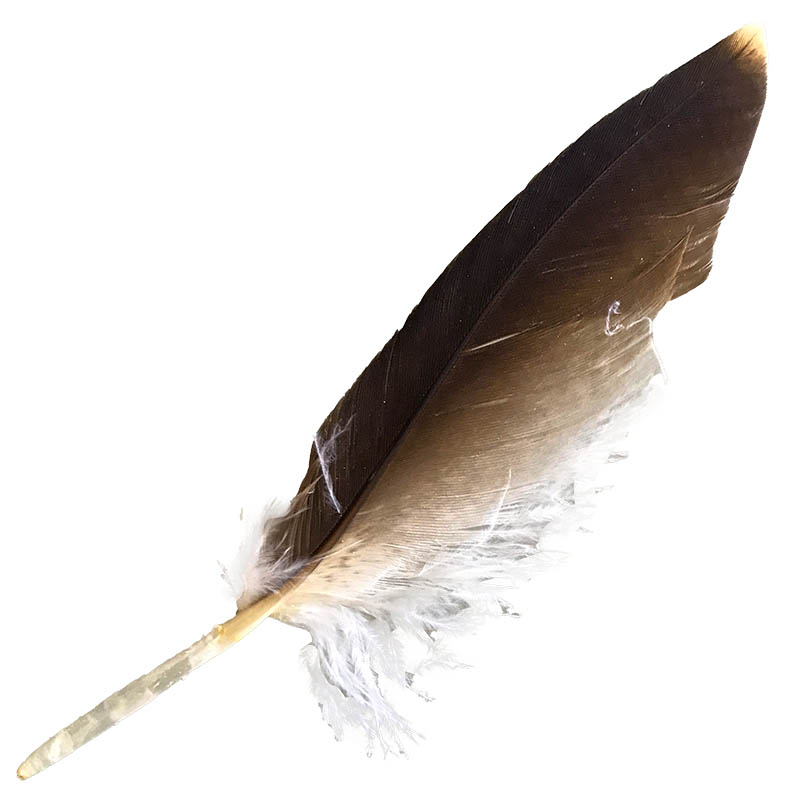 (image for) #6 Whistling Kite Pointer Feather