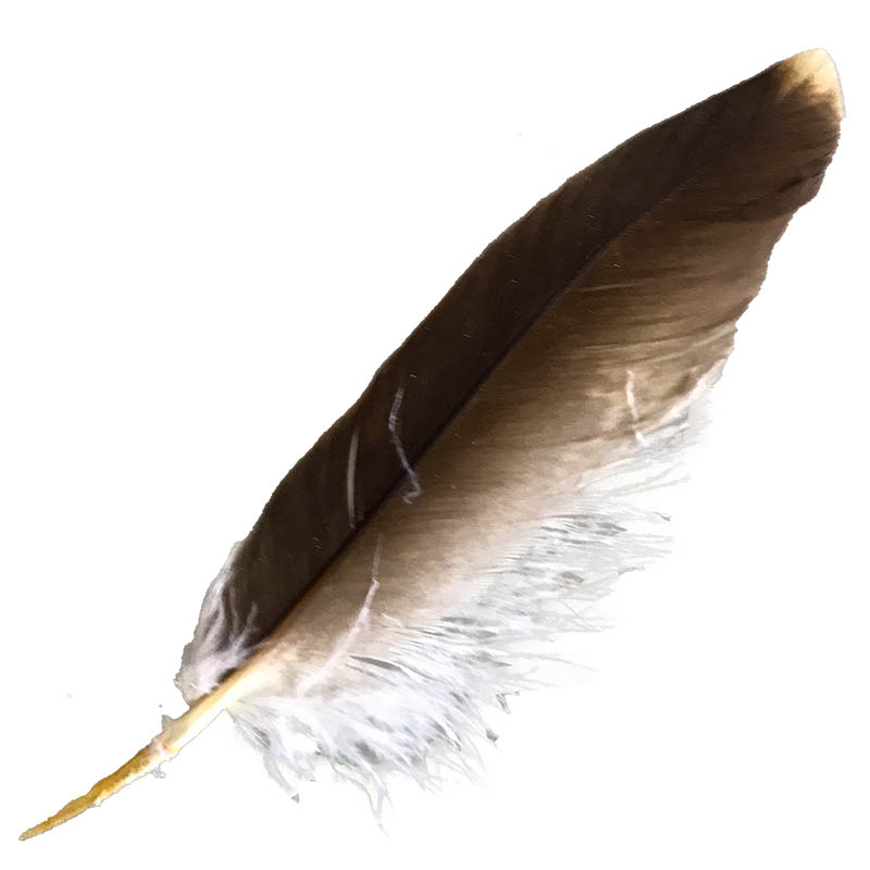 (image for) #7 Whistling Kite Pointer Feather