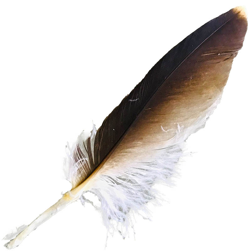 (image for) #8 Whistling Kite Pointer Feather