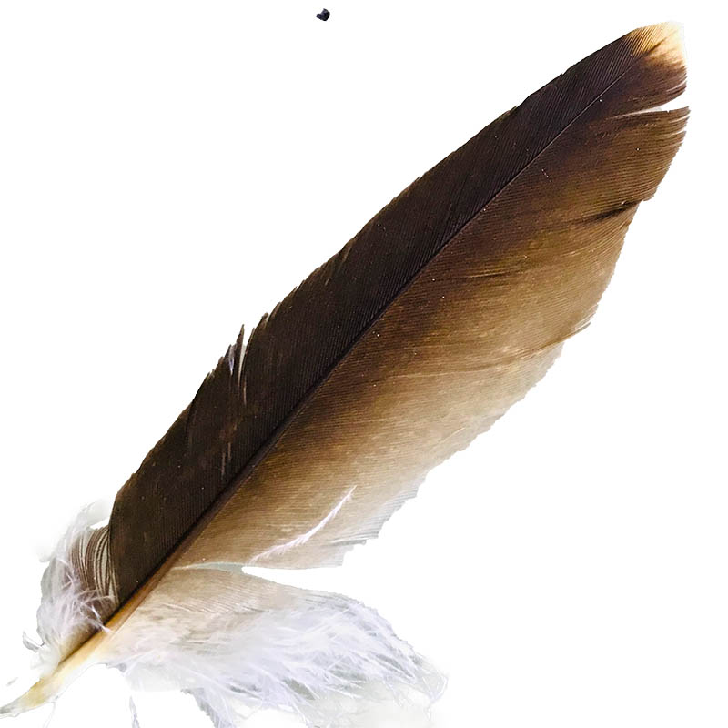 (image for) #9 Whistling Kite Pointer Feather