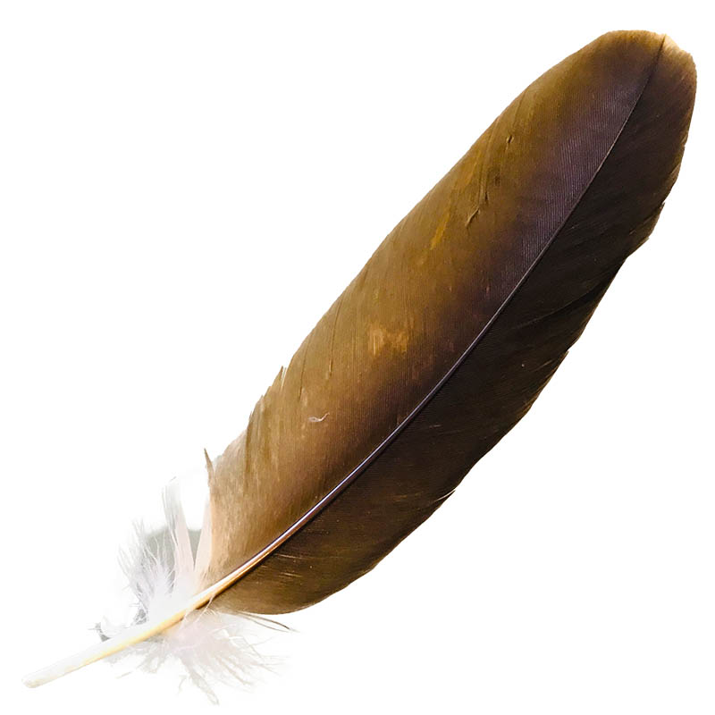 (image for) #94 Whistling Kite Secondary Wing Feather