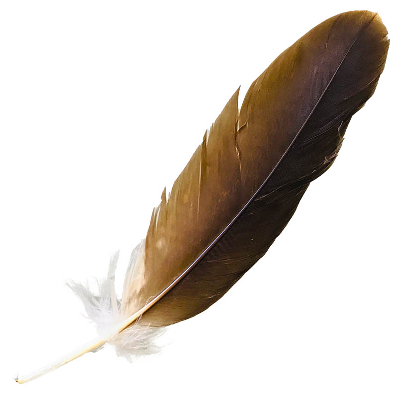(image for) #95 Whistling Kite Secondary Wing Feather