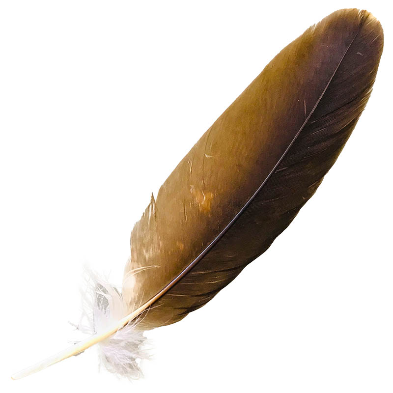 (image for) #96 Whistling Kite Secondary Wing Feather