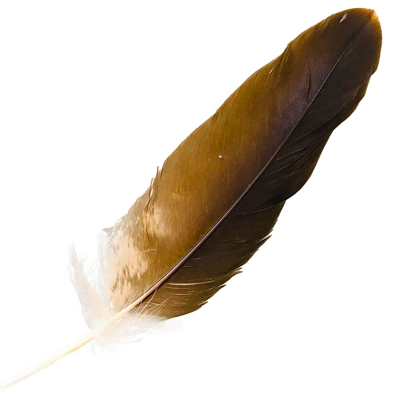 (image for) #97 Whistling Kite Secondary Wing Feather