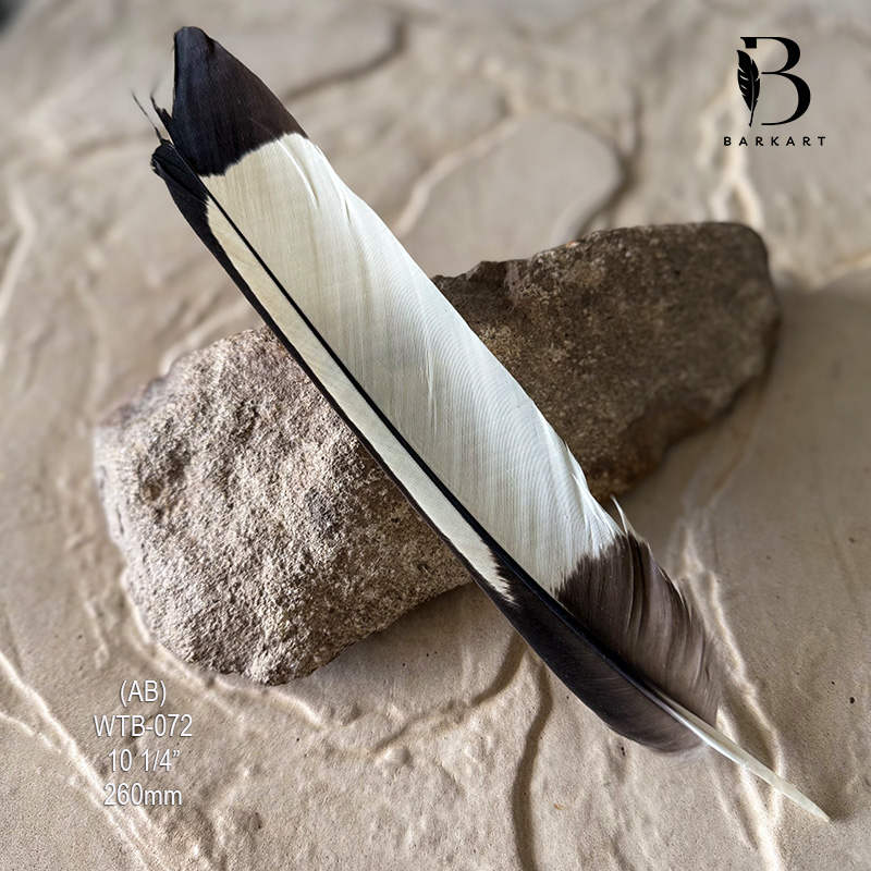 (image for) WTB-072 White Tailed (Carnaby) Black Cockatoo Tail Feather