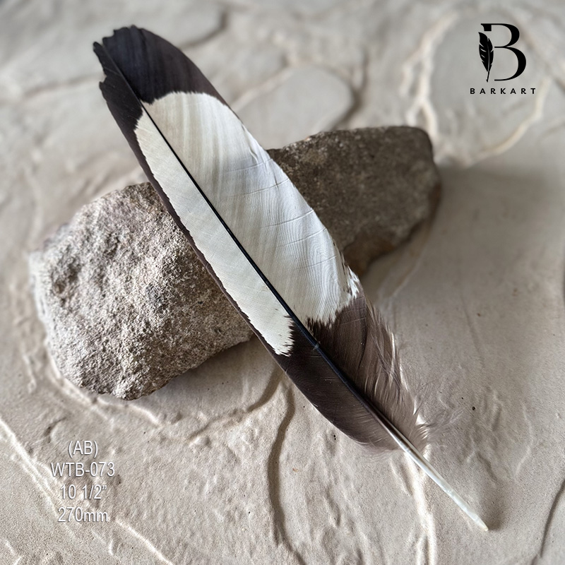(image for) WTB-073 White Tailed (Carnaby) Black Cockatoo Tail Feather