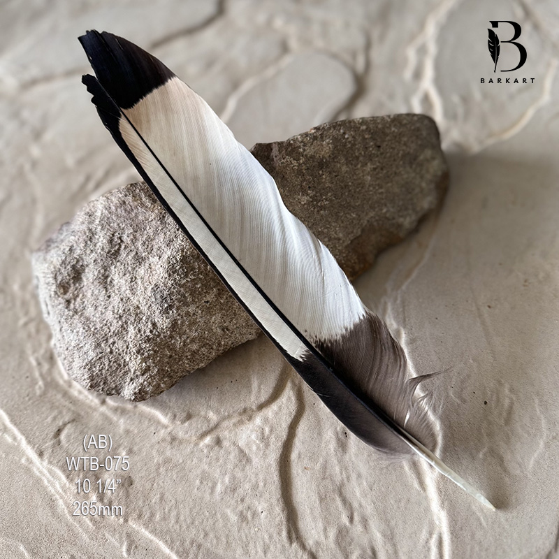(image for) WTB-075 White Tailed (Carnaby) Black Cockatoo Tail Feather