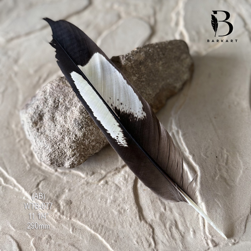 (image for) WTB-077 White Tailed (Carnaby) Black Cockatoo Tail Feather