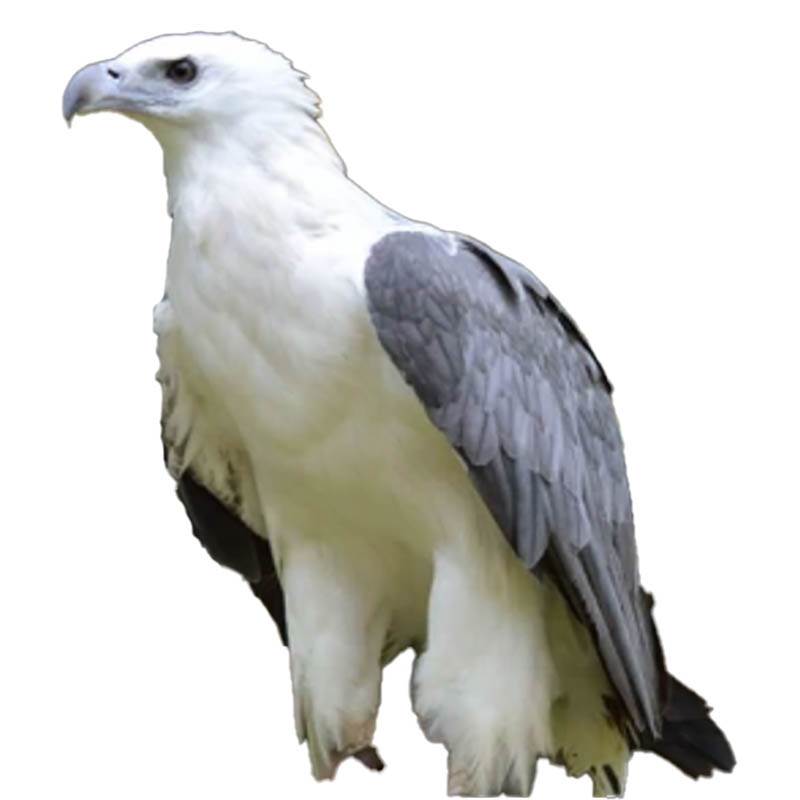 (image for) White Bellied Sea Eagle