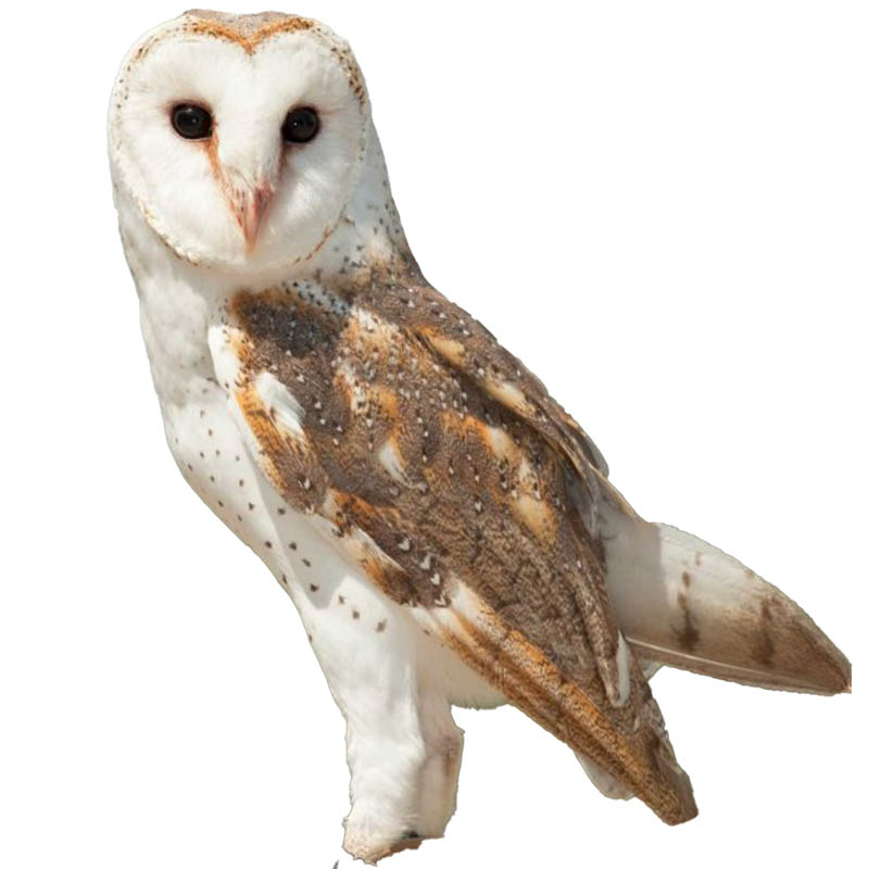 (image for) Barn Owl