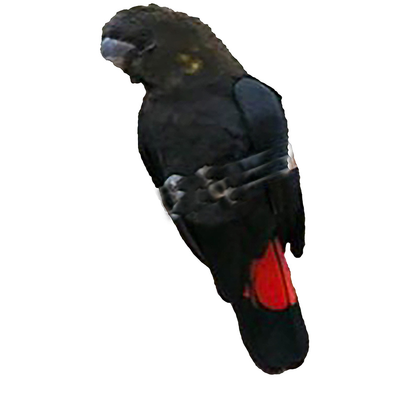 (image for) Red Tailed Male Cockatoo