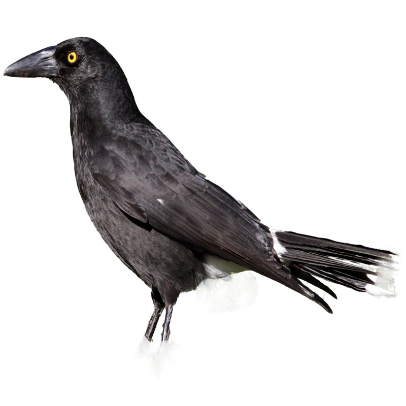 (image for) Currawong